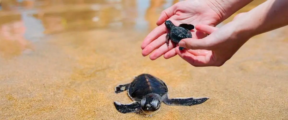 Liberacion de tortugas privada