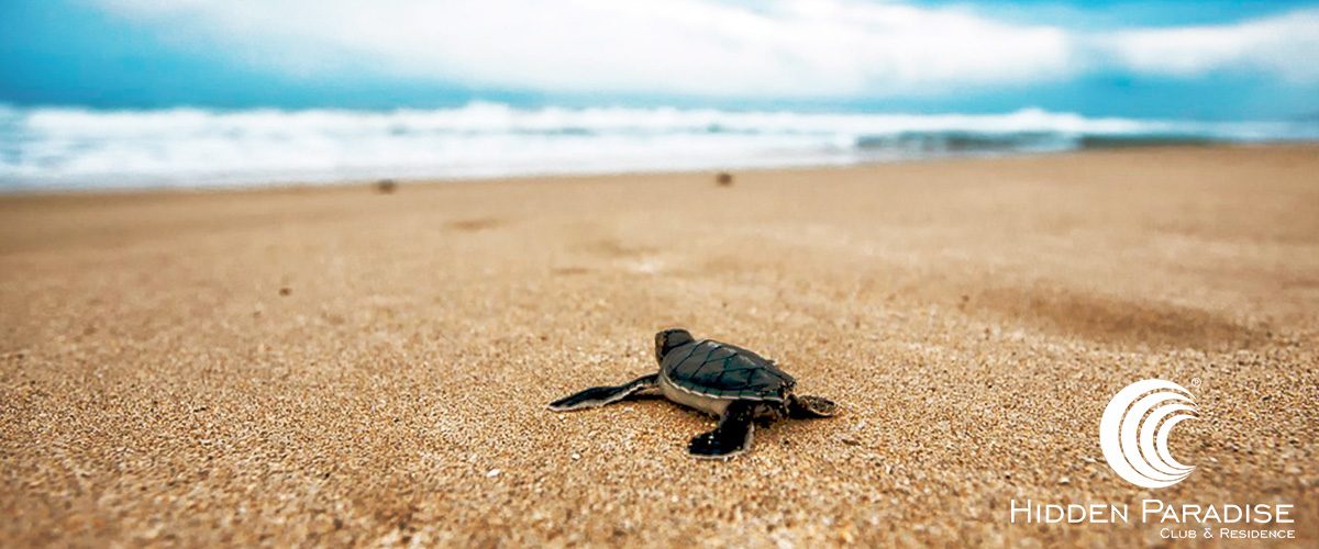 Liberacion de tortugas