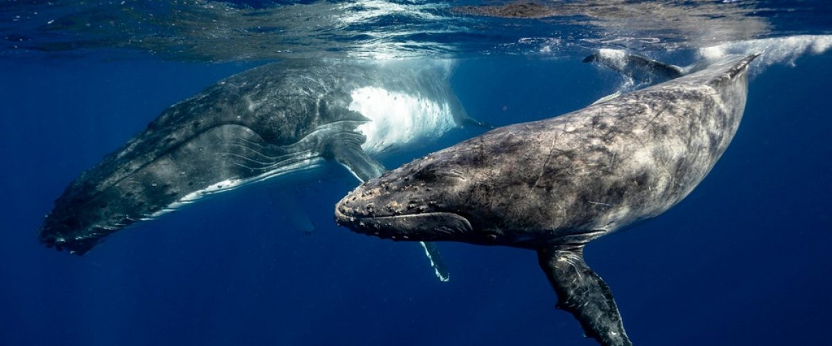 Avistamiento de ballenas