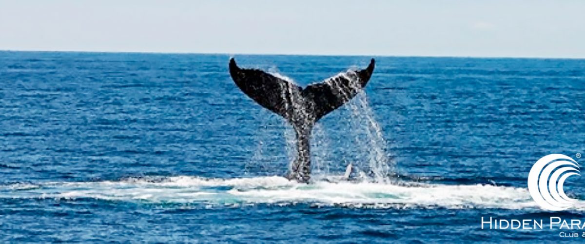 Avistamiento de ballenas